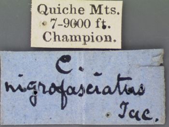 Media type: image; Entomology 9273   Aspect: labels 2